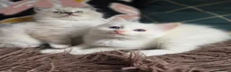 Ragdoll cats for sale: GCCF Registered Gorgeous Kittens  - Advert 29
