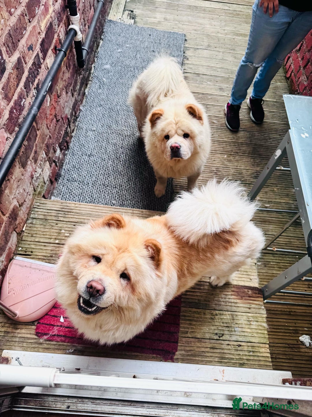 Chow Chow dogs for sale: Chow chow - Image 10