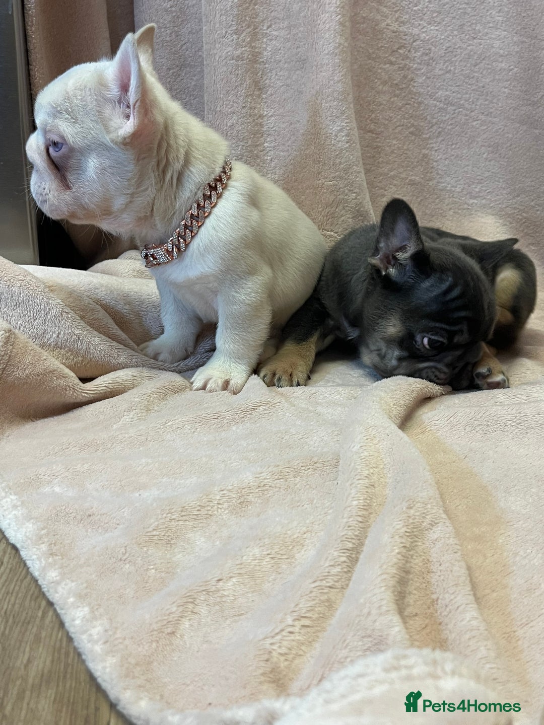 French Bulldog dogs for sale: French bulldog 2 males.One full pink,one blue tan - Advert 9