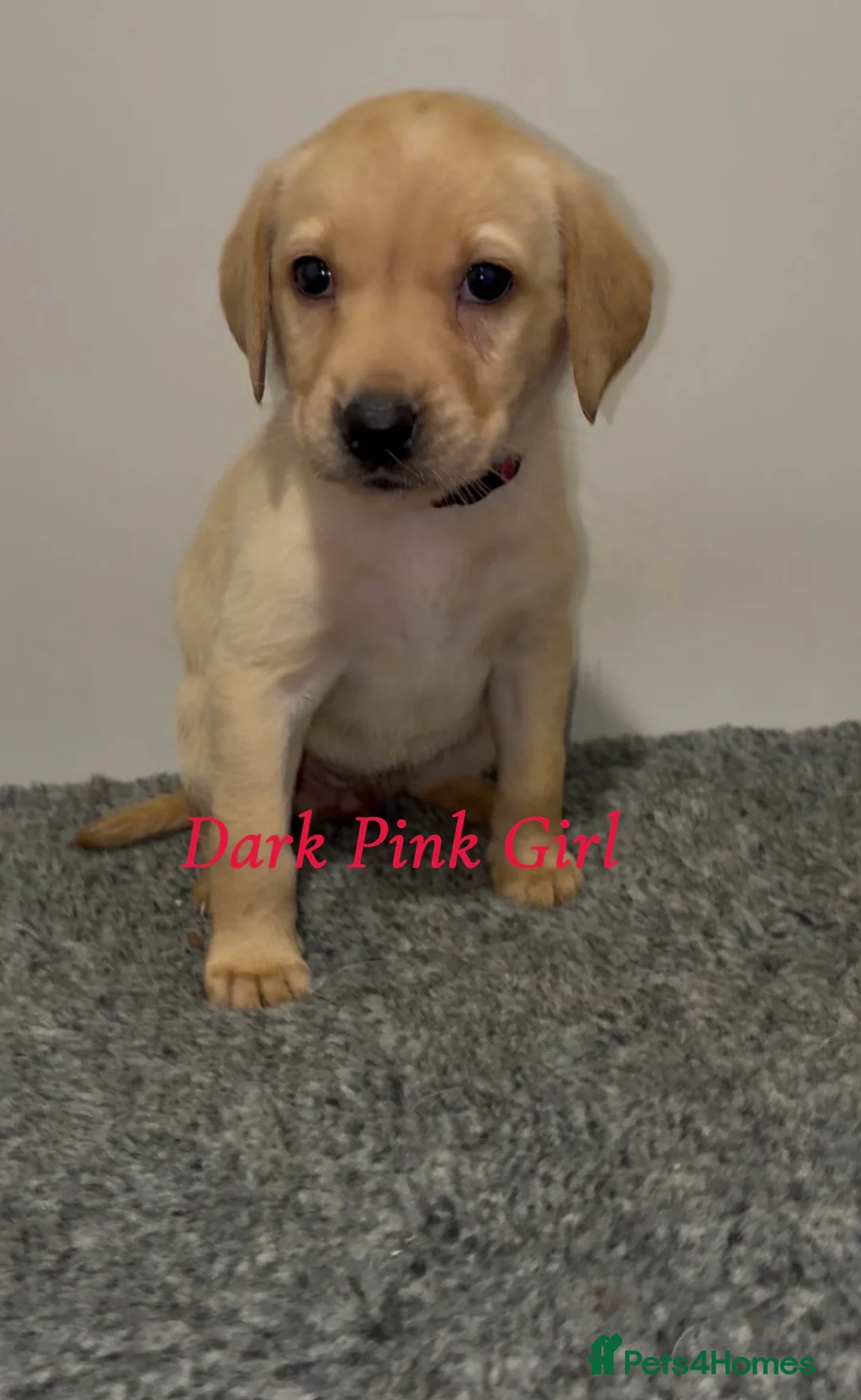 Labrador Retriever dogs for sale: 🐾 Exceptional KC Reg Labrador Puppies 🐾 - Advert 8