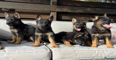 German Shepherd dogs - Advert 14