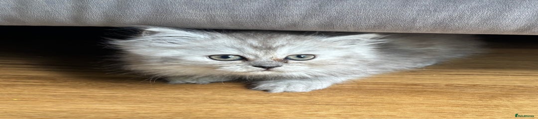 Silver Tabby Boy 2