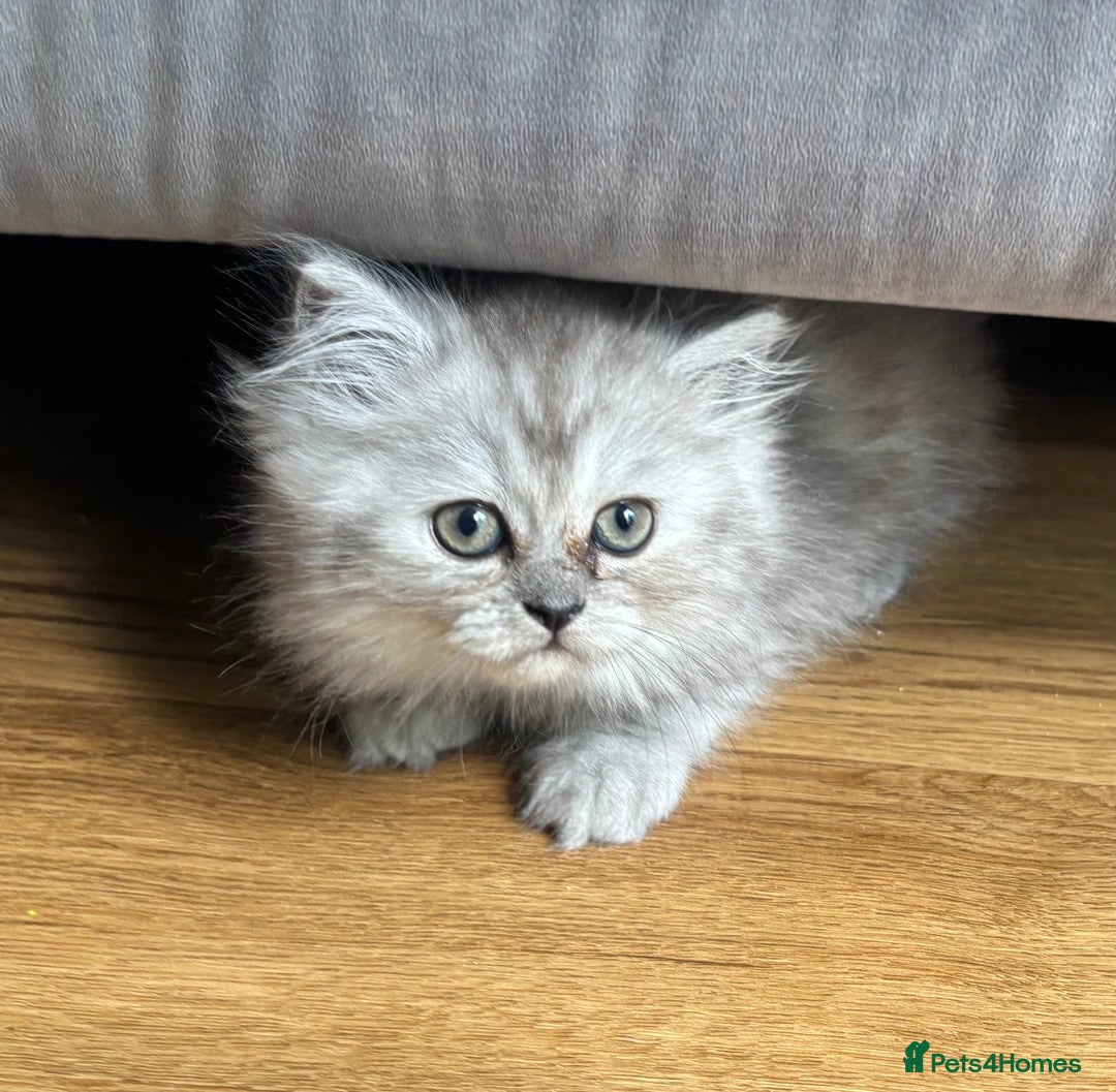 Persian cats for sale: Last Boy! Persian Ragdoll Kittens  - Image 13