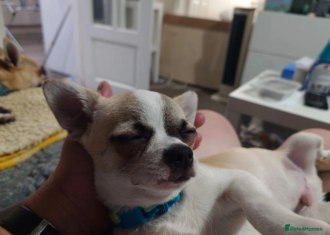 Chihuahua dogs for sale: Apple head chihuahua boy 17w  - Advert 1