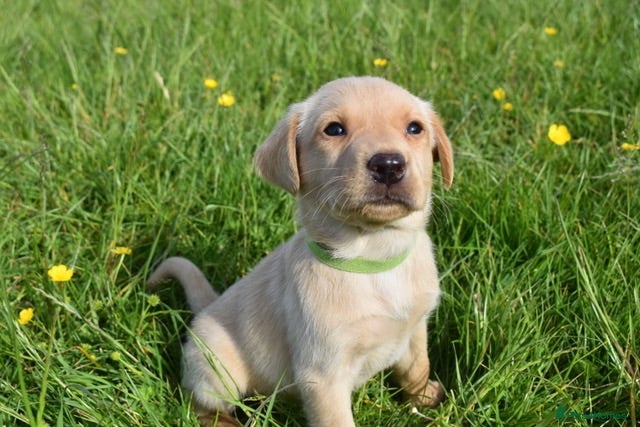 Labrador Retriever dogs Stunning Working Pedigree Labrador Puppies  - Advert 1