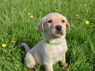 Labrador Retriever dogs Stunning Working Pedigree Labrador Puppies - Advert 1