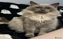 Ragdoll cats for sale: Two boys are looking for new home (Indoor only)  - Image 6