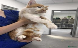 Mixed Breed cats for adoption: King Arthur for adoption - Image 1