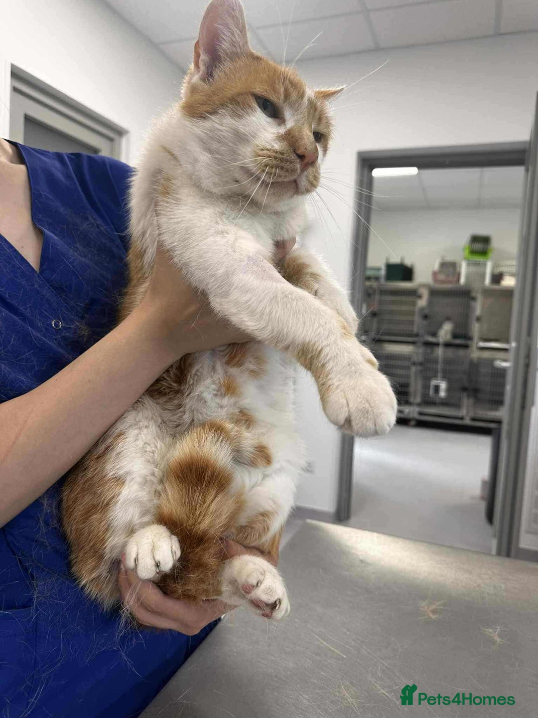 Mixed Breed cats for adoption: King Arthur for adoption - Image 1