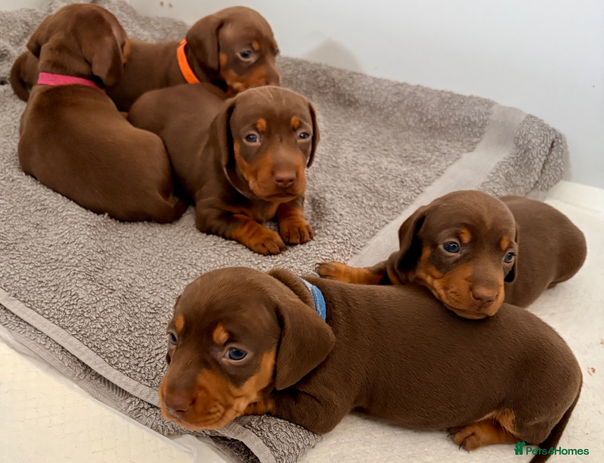 Miniature Dachshund dogs Chocolate & tan short hair miniature dachshund  - Advert 7