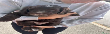 Cockapoo 2