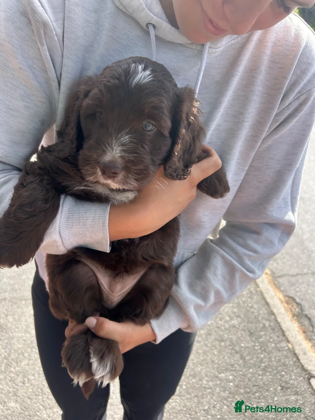 Cockapoo dogs for sale: Stunning cockapoo boys- 1 Merle 1 chocolate in Romsey - Advert 13