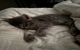 Bengal cats for sale: Half Bengal Kittens - Image 15