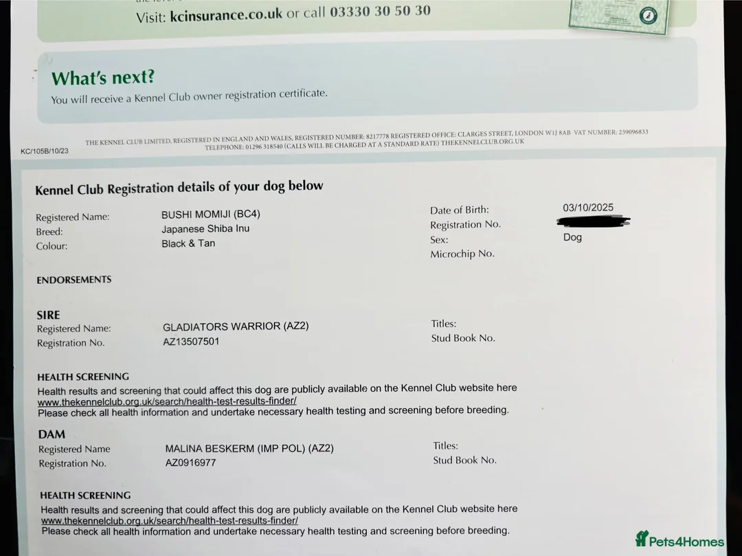 Japanese Shiba Inu dogs for sale: 10 weeks old KC Black/Tan Boy 💖 - Advert 3