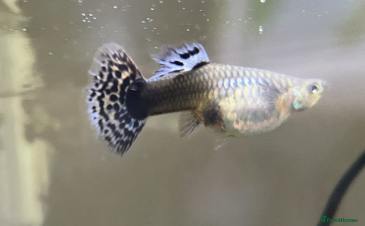 Live Bearers fish - Advert 1