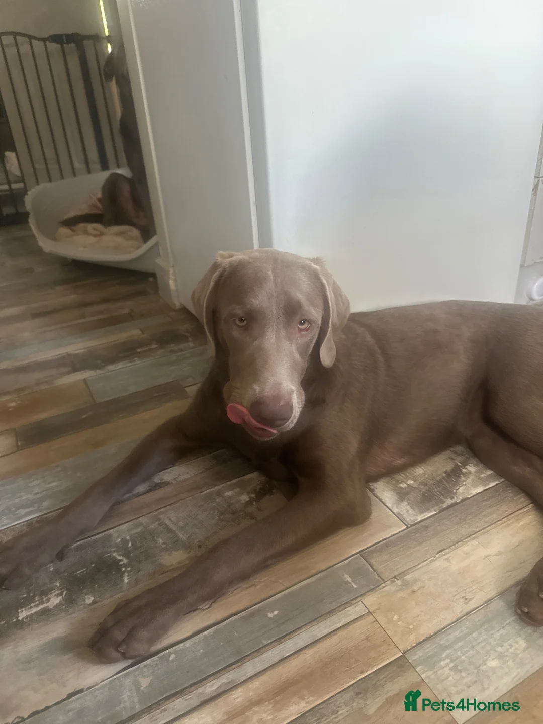 Labrador Retriever dogs for sale: Silver female  - Advert 2