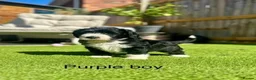 Sheepadoodle dogs for sale: Beautiful Black & White Sheepadoodles - Advert 15