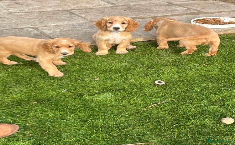 Cocker Spaniel dogs - Advert 10