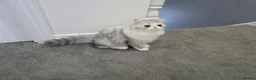 Persian cats for sale: Persian Kittens Bi-Color - Punch Face - GCCF - Advert 30
