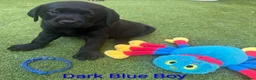 Labrador Retriever dogs for sale:  KC Black Labradors – 4 Boys & 2 Girls Available🐶 - Advert 25