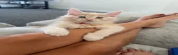 Maine Coon cats for sale: Pure mainecoon kittens DNA health tested parents.  - Advert 2