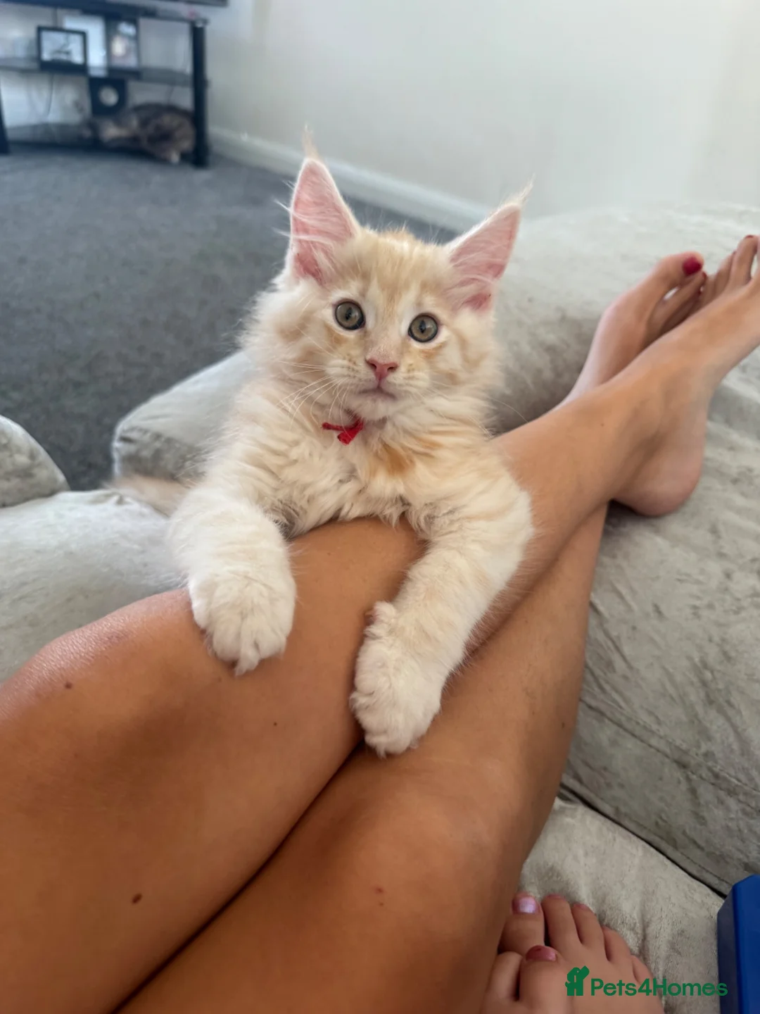 Maine Coon cats for sale: Pure mainecoon kittens DNA health tested parents.  - Advert 2