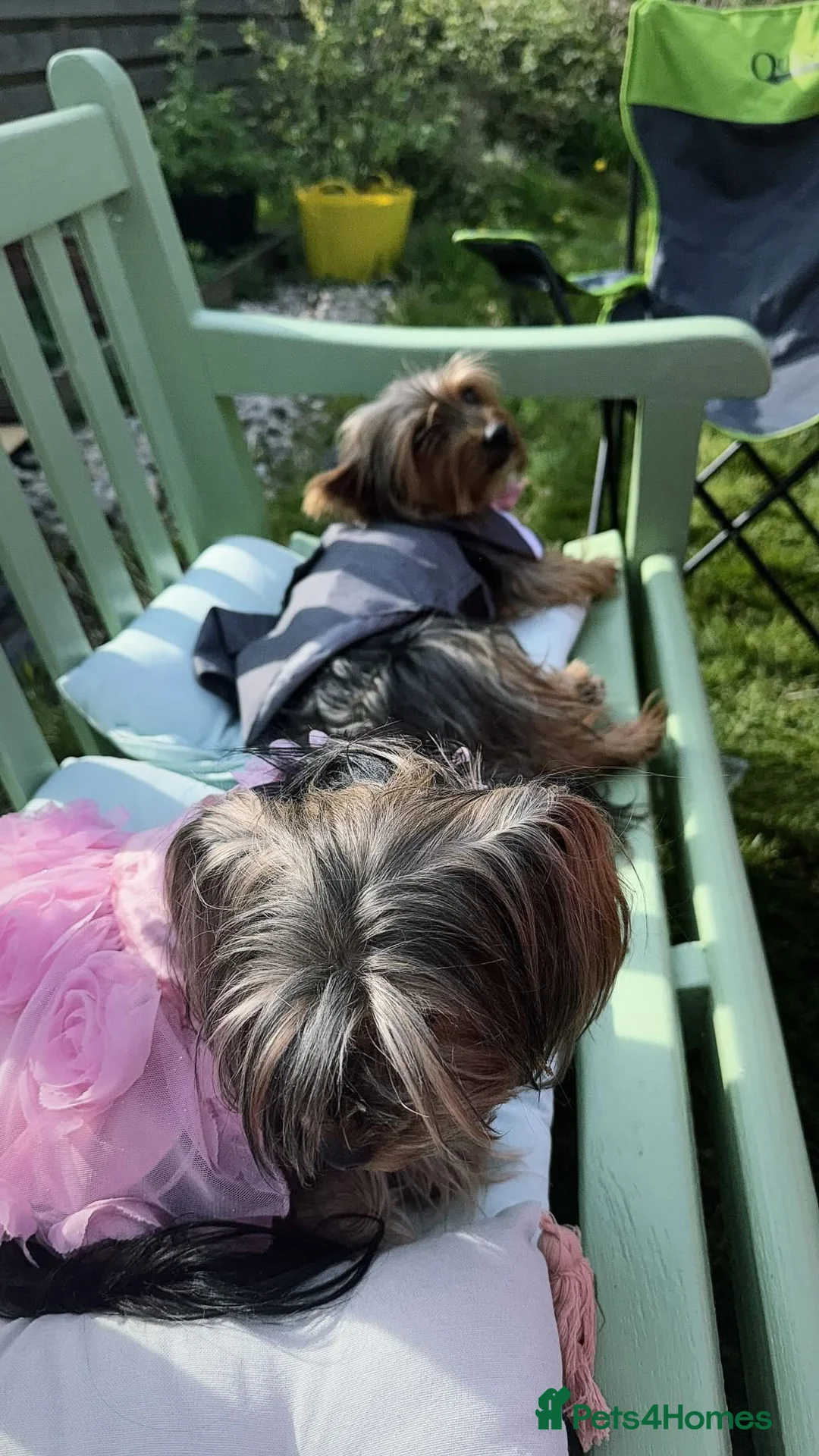 Yorkshire Terrier dogs for sale: Lovely Angels boys in Guildford - Advert 8