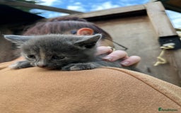 Mixed Breed cats for sale: Mixed breed Kitten’s  - Image 2