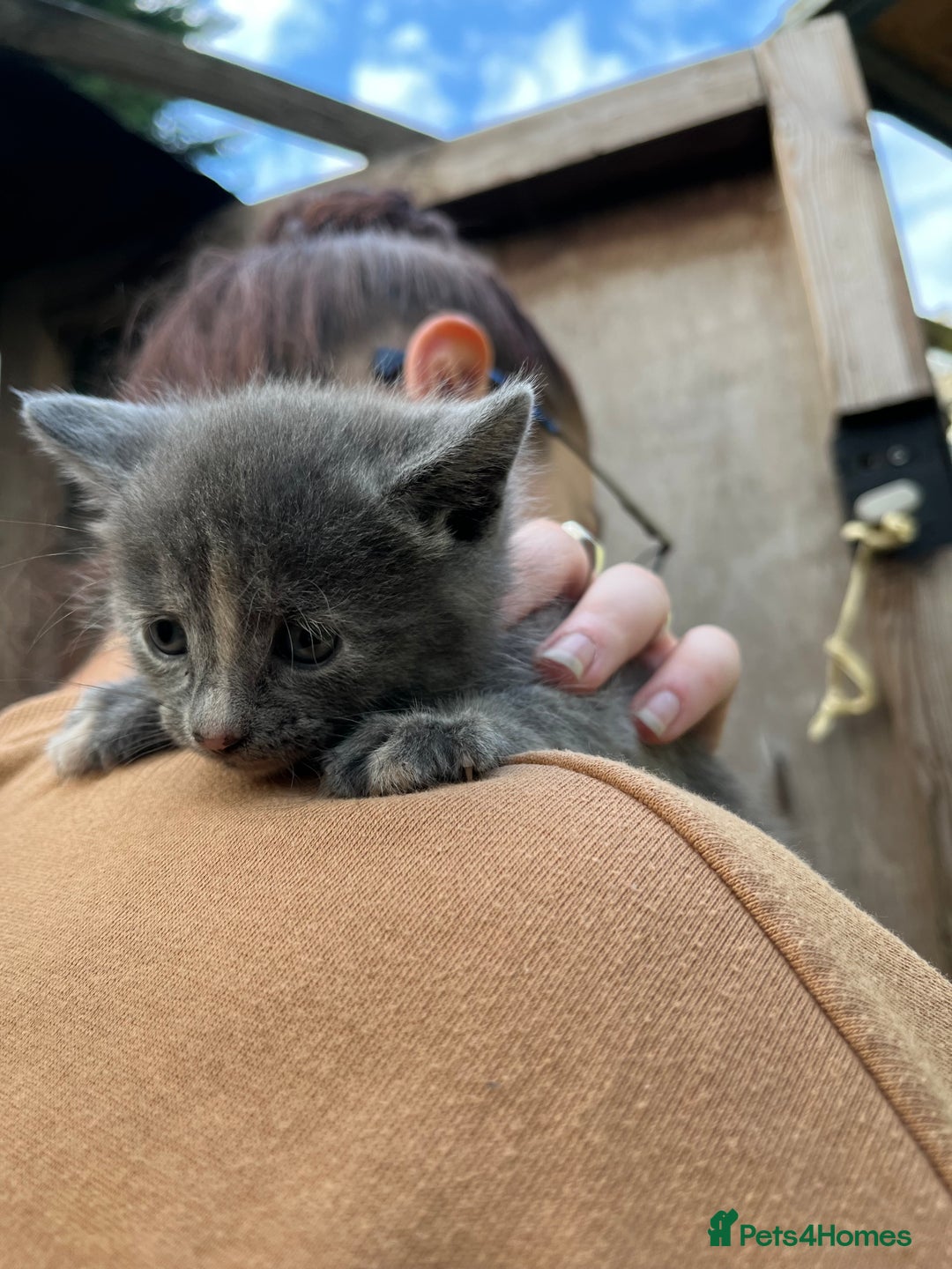 Mixed Breed cats for sale: Mixed breed Kitten’s  - Image 2
