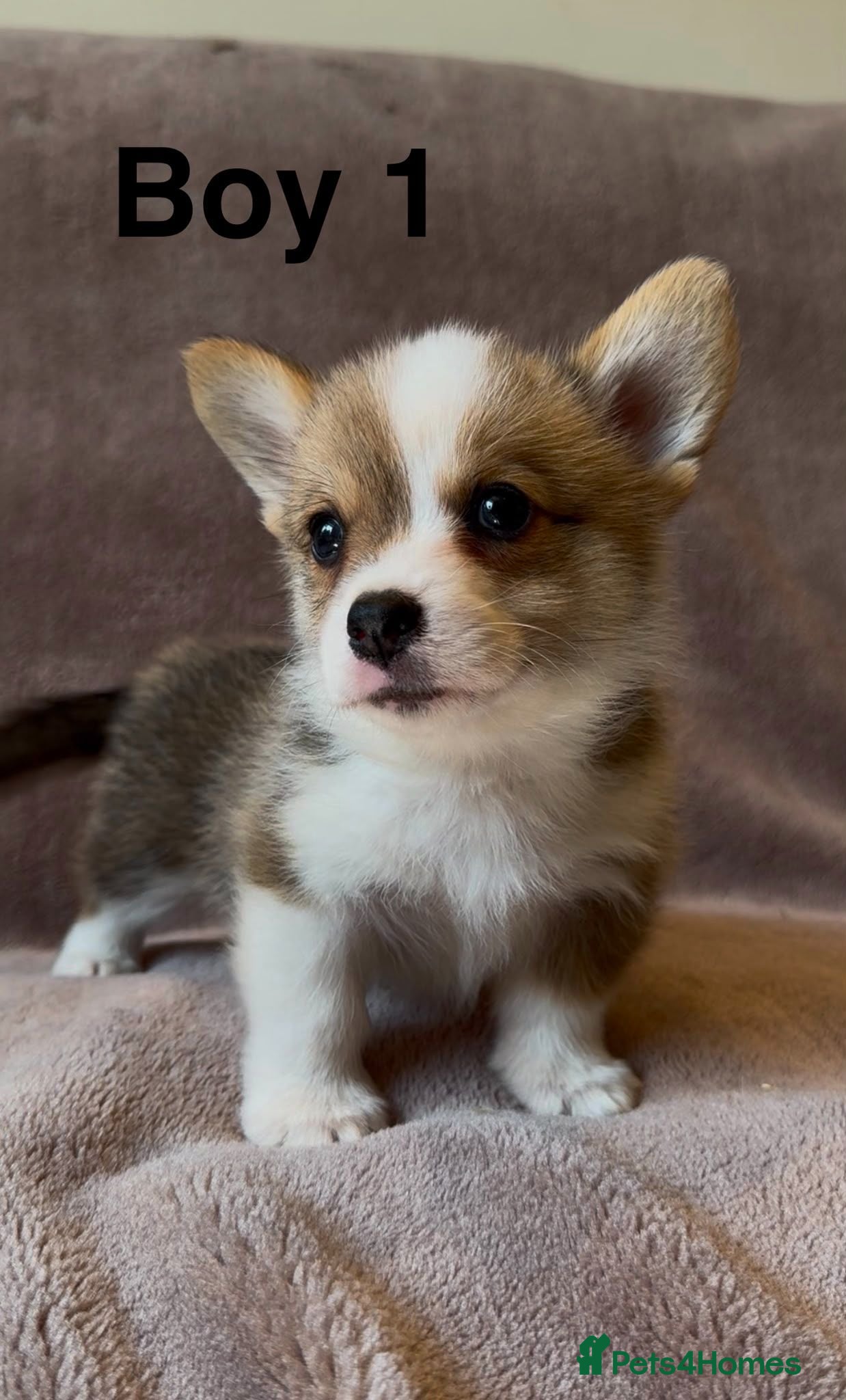 Welsh Corgi Pembroke dogs 3 Stunning KC Registered Pembroke Corgi Boys  - Advert 5