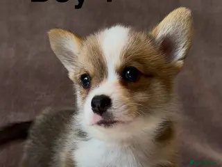Welsh Corgi Pembroke dogs 3 Stunning KC Registered Pembroke Corgi Boys - Advert 5