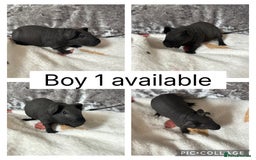 Guinea Pig rodents for sale: 2 baby male skinny pigs ready to reserve! - Image 2