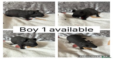 Guinea Pig rodents - Advert 1