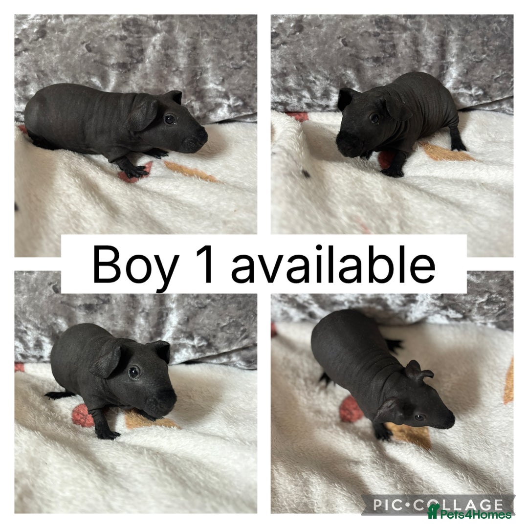 Guinea Pig rodents for sale: 2 baby male skinny pigs ready to reserve! - Image 2
