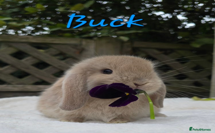 Mini Lop rabbits - Advert 1