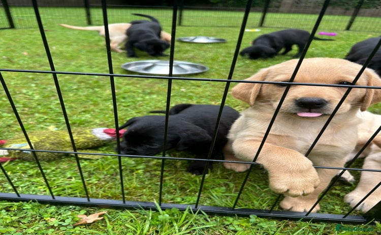 Labrador Retriever dogs - Advert 1