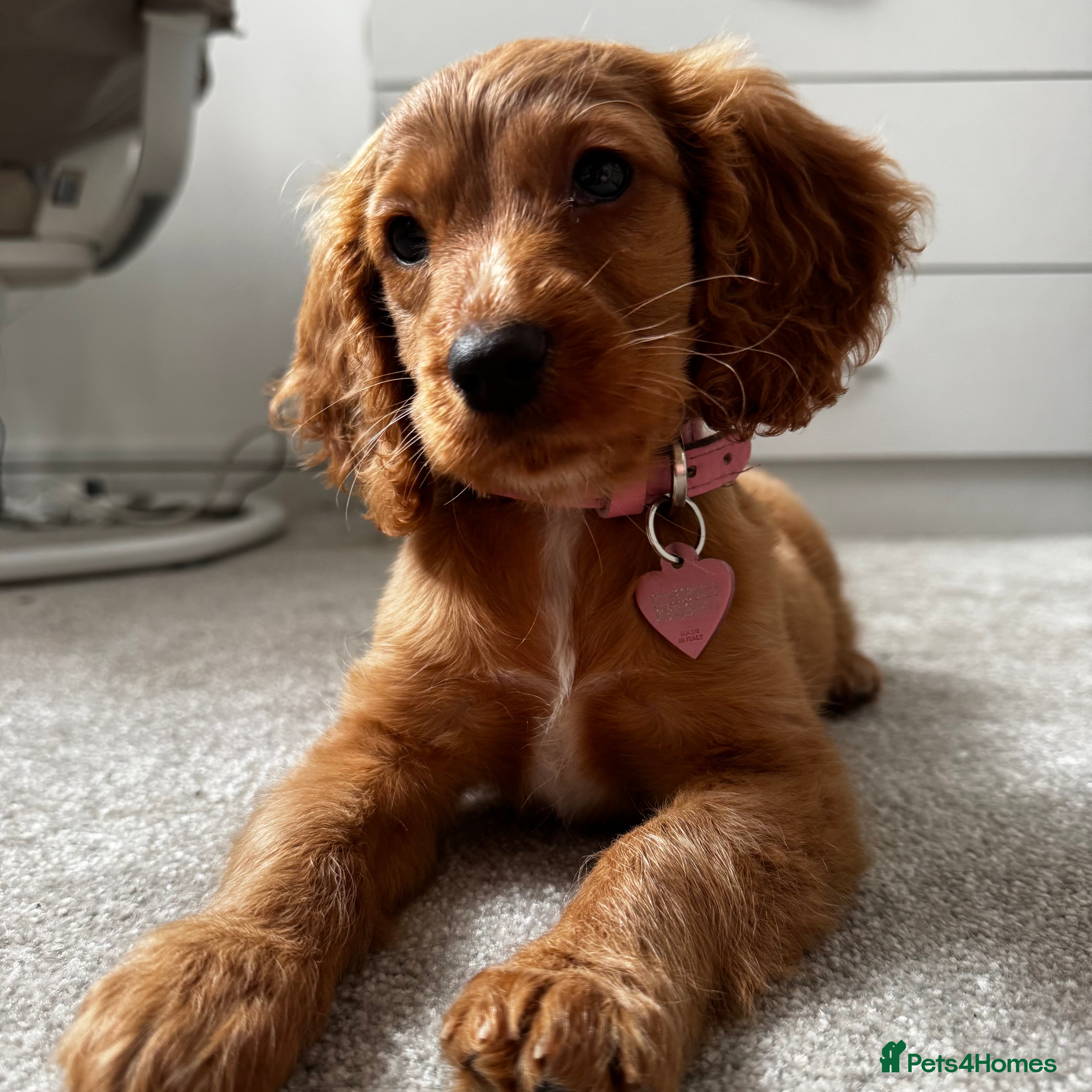 Cockalier dogs 10 week puppy cockalier  - Advert 1