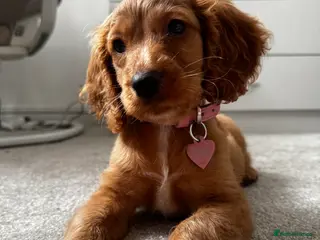 Cockalier dogs 10 week puppy cockalier - Advert 1