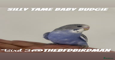 Budgerigars birds - Advert 10