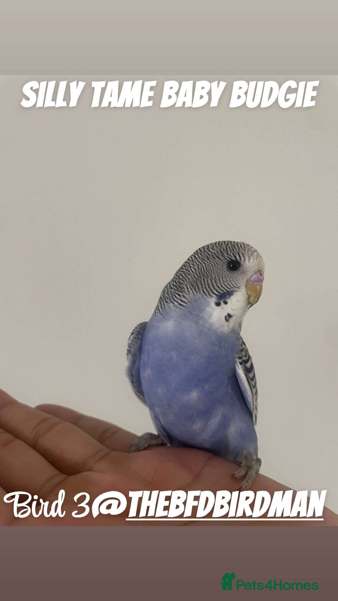 Budgerigars birds for sale: 100% Silly Tame Baby Budgies - Image 3