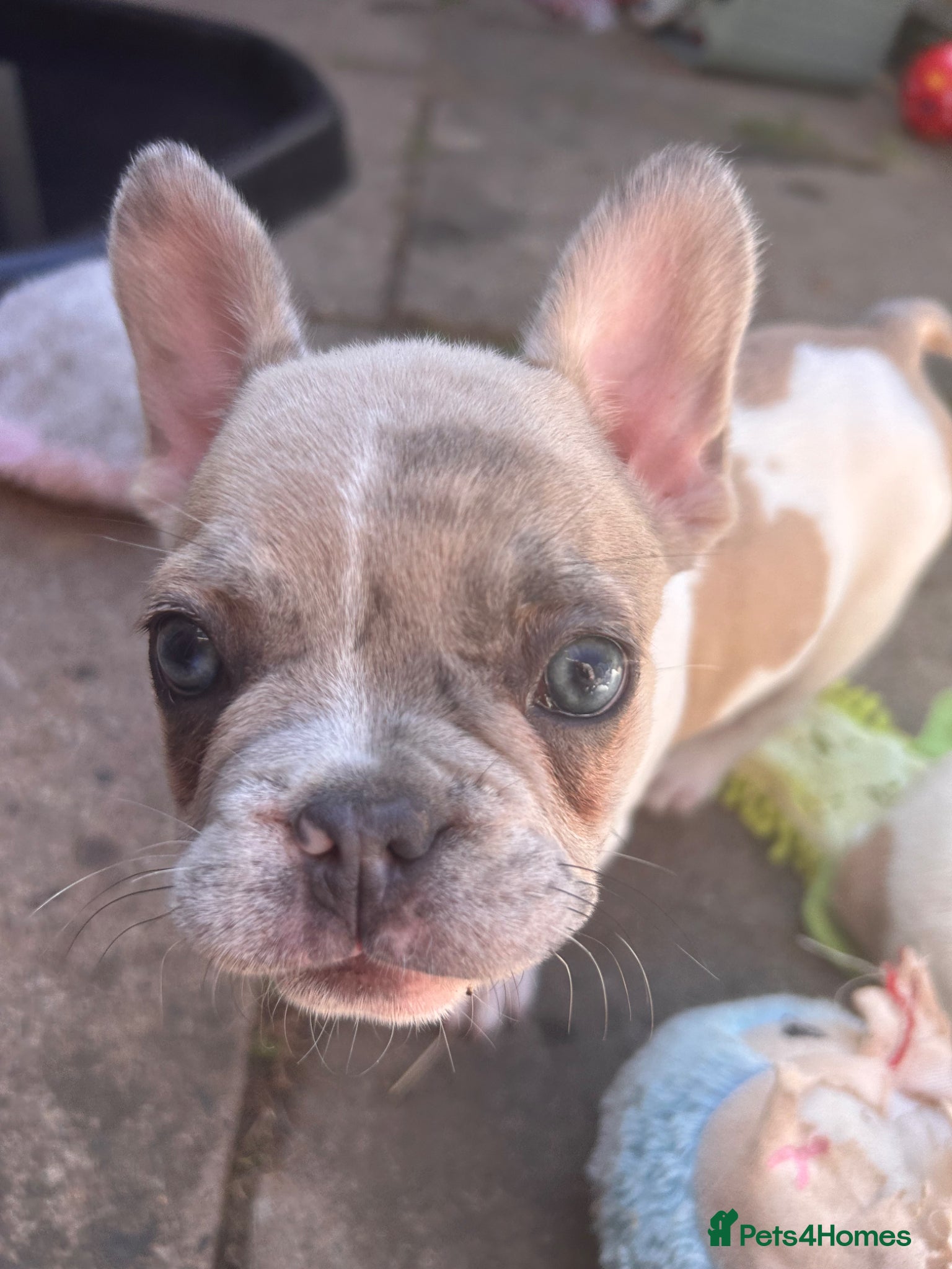 French Bulldog dogs French bulldog puppies  - Advert 11
