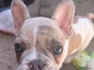 French Bulldog dogs French bulldog puppies - Advert 11