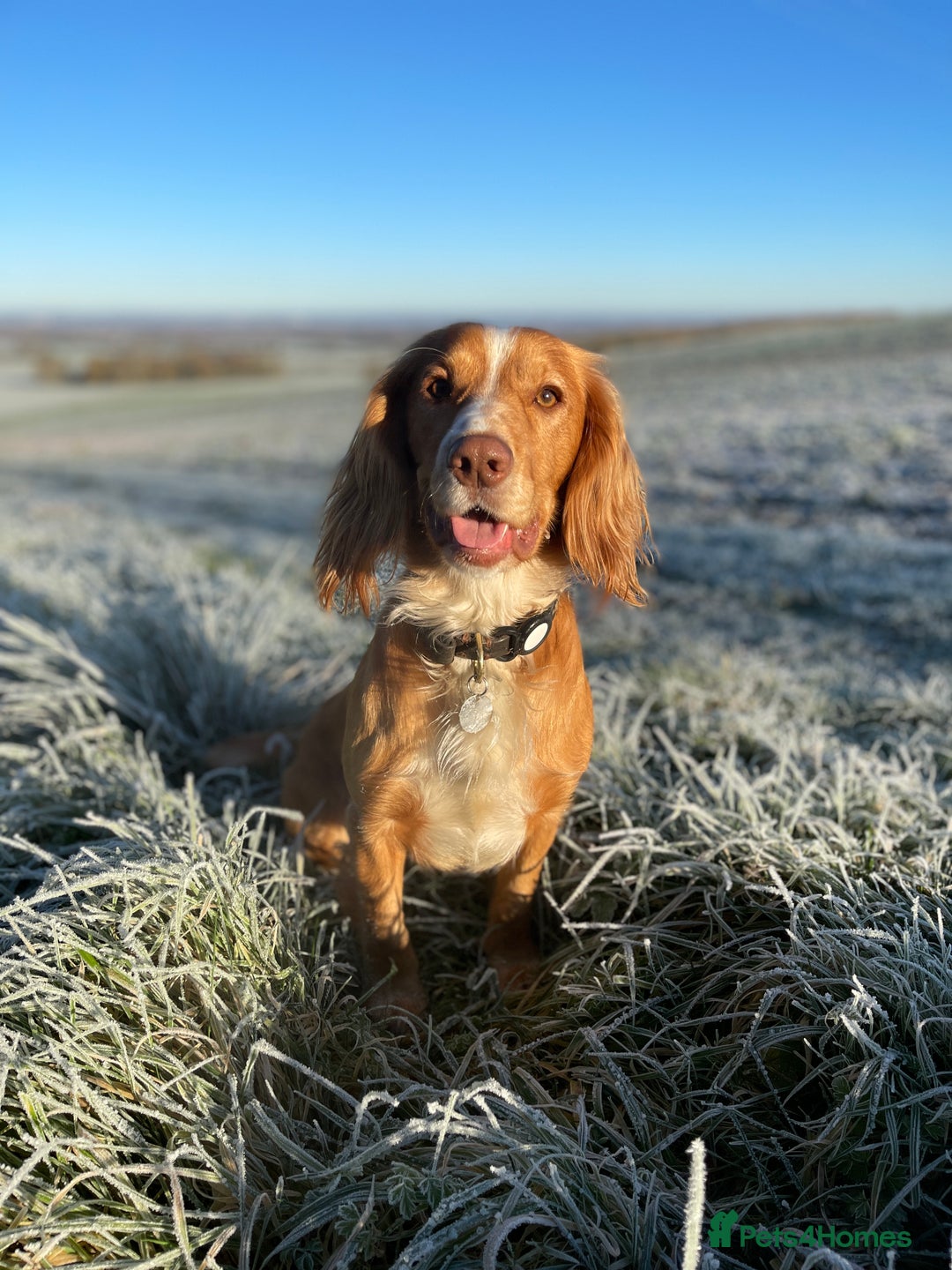 Cocker Spaniel dogs for stud: Working Gun Dog Stud  - Advert 9