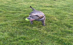Staffordshire Bull Terrier dogs for sale: solid blues - Image 7