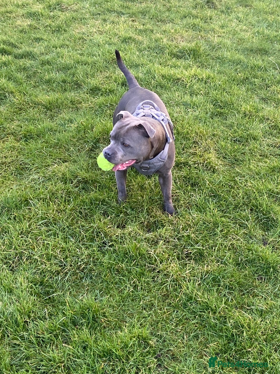 Staffordshire Bull Terrier dogs for sale: solid blues - Image 7