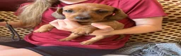 Miniature Dachshund dogs for sale: Miniature Dachshund Puppies - Advert 13