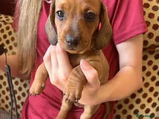 Miniature Dachshund dogs Miniature Dachshund Puppies - Advert 3