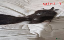 Mixed Breed cats for sale: Playfull kittens  - Image 5