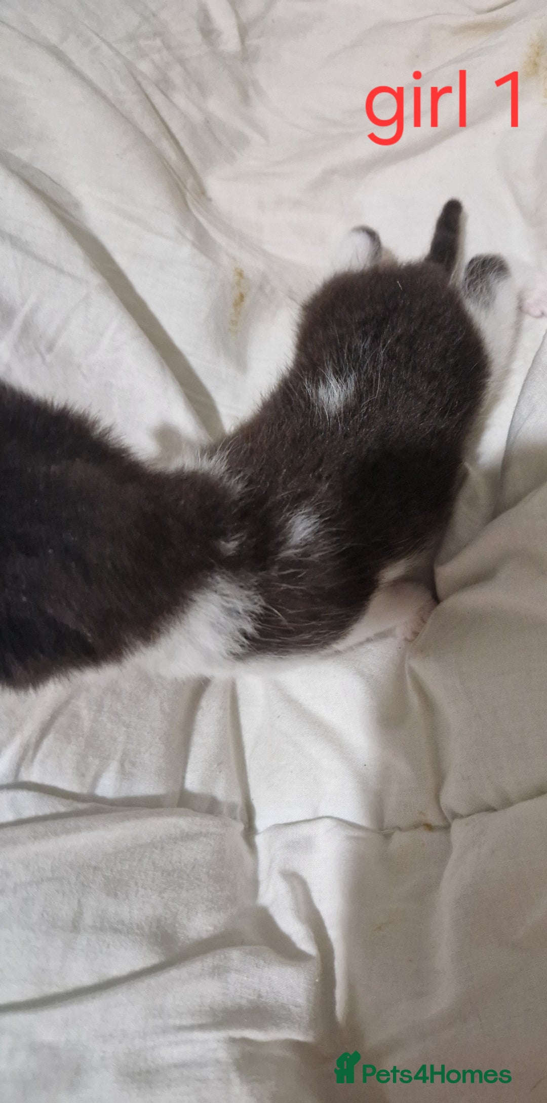 Mixed Breed cats for sale: Playfull kittens  - Image 5