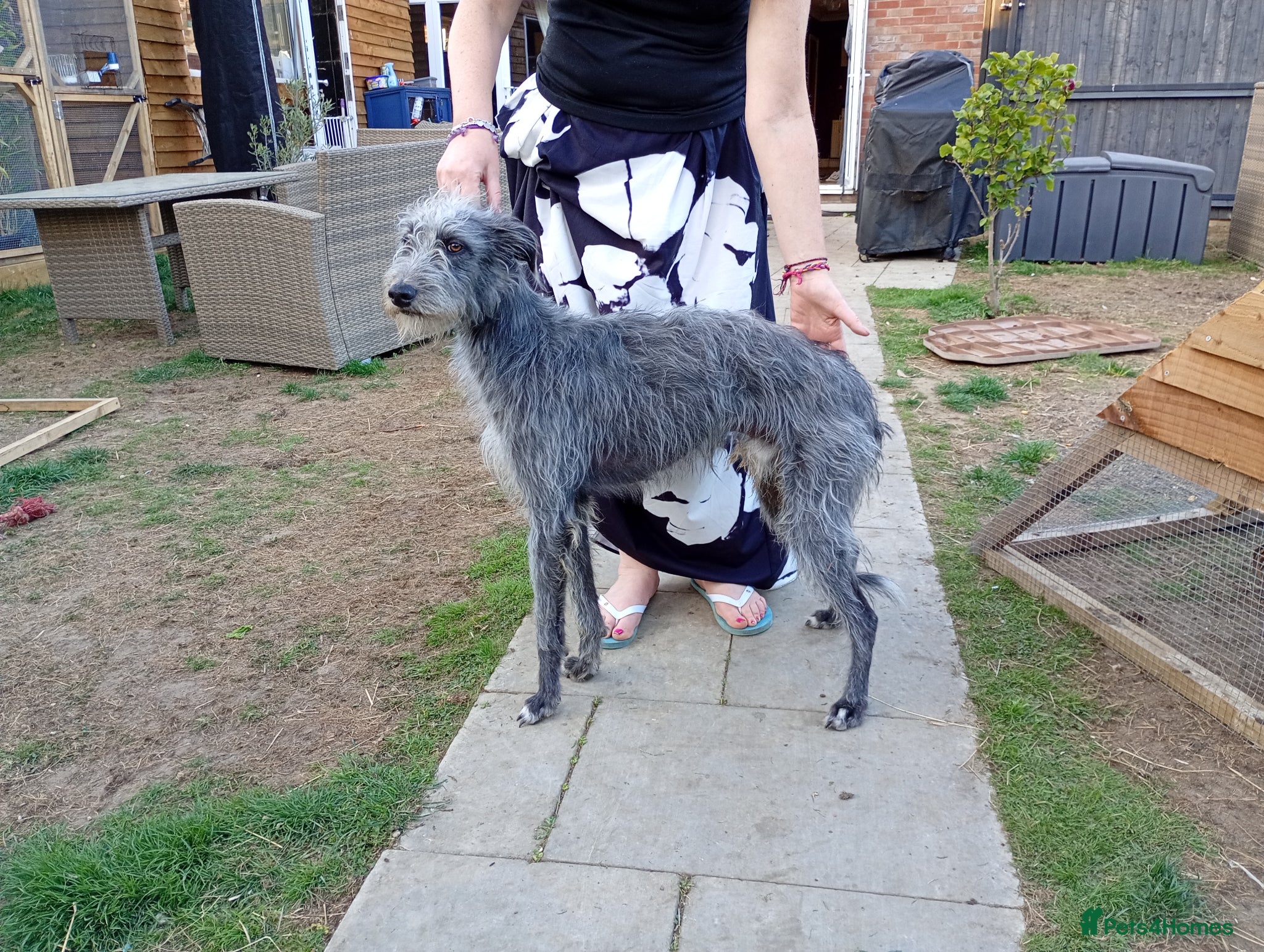 Lurcher dogs Bedlington lurcher stud dog - Advert 7